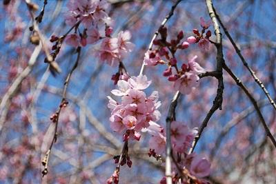 平成26年3月17日に撮影したしだれ桜の写真