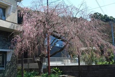 平成26年3月17日に撮影したしだれ桜の写真