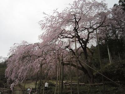平成26年3月19日に撮影したしだれ桜の写真