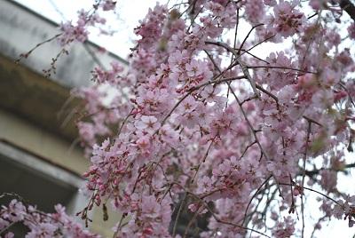 平成26年3月19日に撮影したしだれ桜の写真