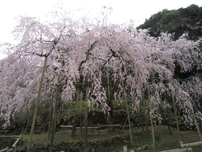 平成26年3月20日に撮影したしだれ桜の写真