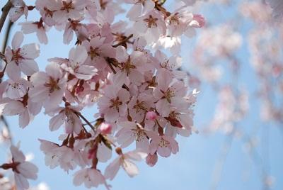 平成26年3月24日に撮影したしだれ桜の写真