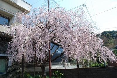 平成26年3月24日に撮影したしだれ桜の写真