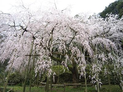 平成26年3月25日に撮影したしだれ桜の写真