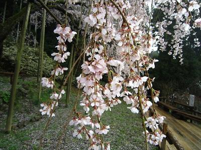 平成26年3月26日に撮影したしだれ桜の写真