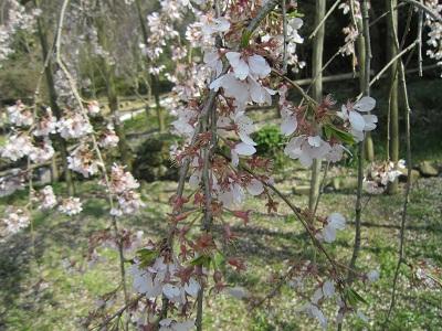 平成26年3月28日に撮影したしだれ桜の写真