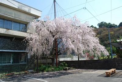 平成26年3月28日に撮影したしだれ桜の写真