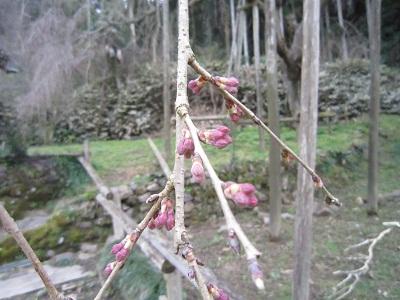 平成28年3月10日に撮影したしだれ桜の写真