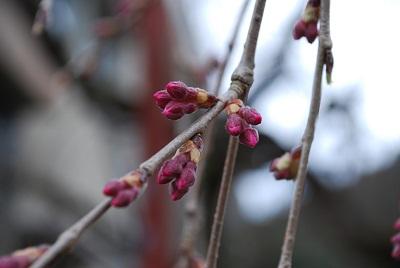 平成28年3月10日に撮影したしだれ桜の写真