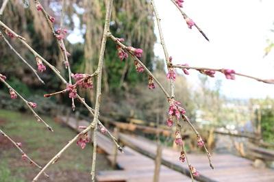 平成27年3月14日に撮影したしだれ桜の写真
