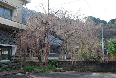 平成28年3月15日に撮影したしだれ桜の写真