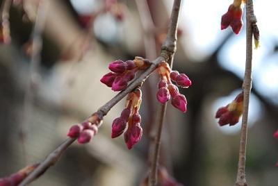 平成28年3月15日に撮影したしだれ桜の写真