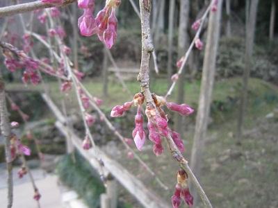 平成28年3月16日に撮影した咲き始めのしだれ桜の写真