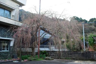 平成28年3月16日に撮影したしだれ桜の咲き始めの写真