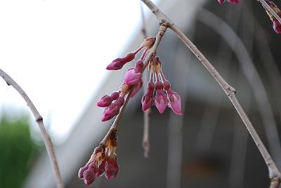 平成28年3月16日に撮影したしだれ桜の咲き始めの写真