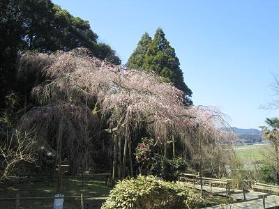 平成28年3月17日に撮影したしだれ桜の写真