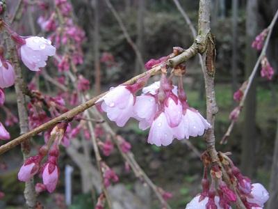 平成28年3月18日に撮影した5分咲きのしだれ桜の写真