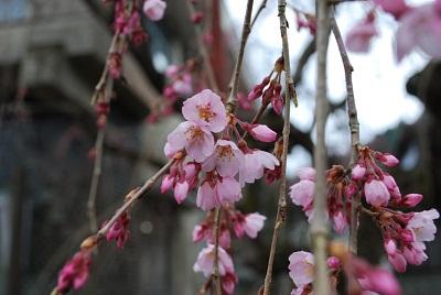 平成28年3月18日に撮影したしだれ桜の写真