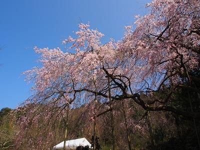 平成28年3月20日に撮影したしだれ桜の写真