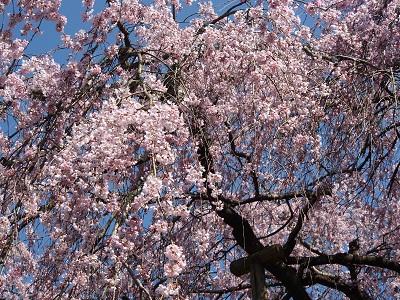 平成28年3月20日に撮影したしだれ桜の写真