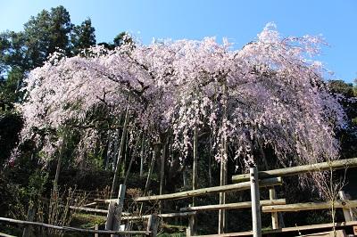 平成28年3月22日に撮影した8分咲き(満開)のしだれ桜の写真