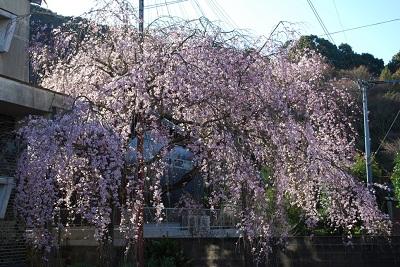 平成28年3月22日に撮影したしだれ桜の8分咲き(満開)の写真