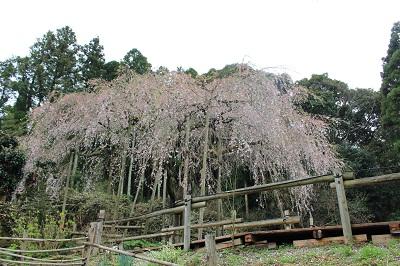平成28年4月1日に撮影したしだれ桜の写真