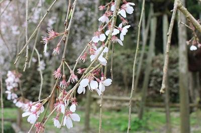 平成28年4月1日に撮影したしだれ桜の写真