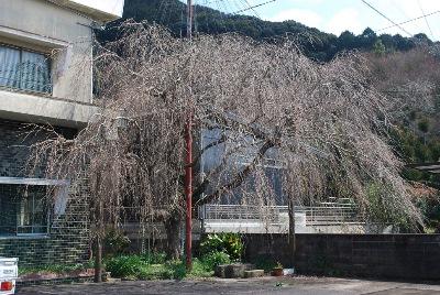 平成29年3月14日に撮影したしだれ桜の写真
