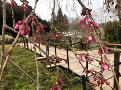平成29年3月22日に撮影したしだれ桜の咲き始めの写真