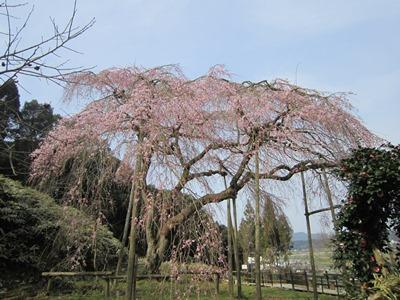 平成29年3月24日に撮影したしだれ桜の3分咲きの写真