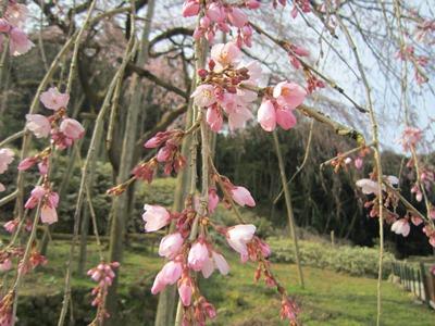 平成29年3月24日に撮影したしだれ桜の3分咲きの写真