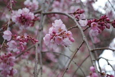 平成29年3月24日に撮影したしだれ桜の2分咲きの写真