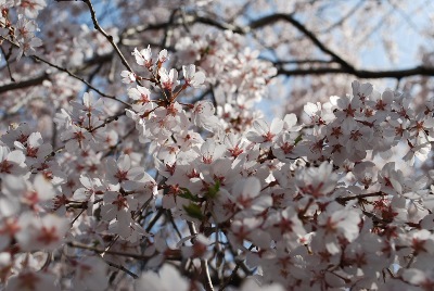 教育委員会分室前の桜の写真