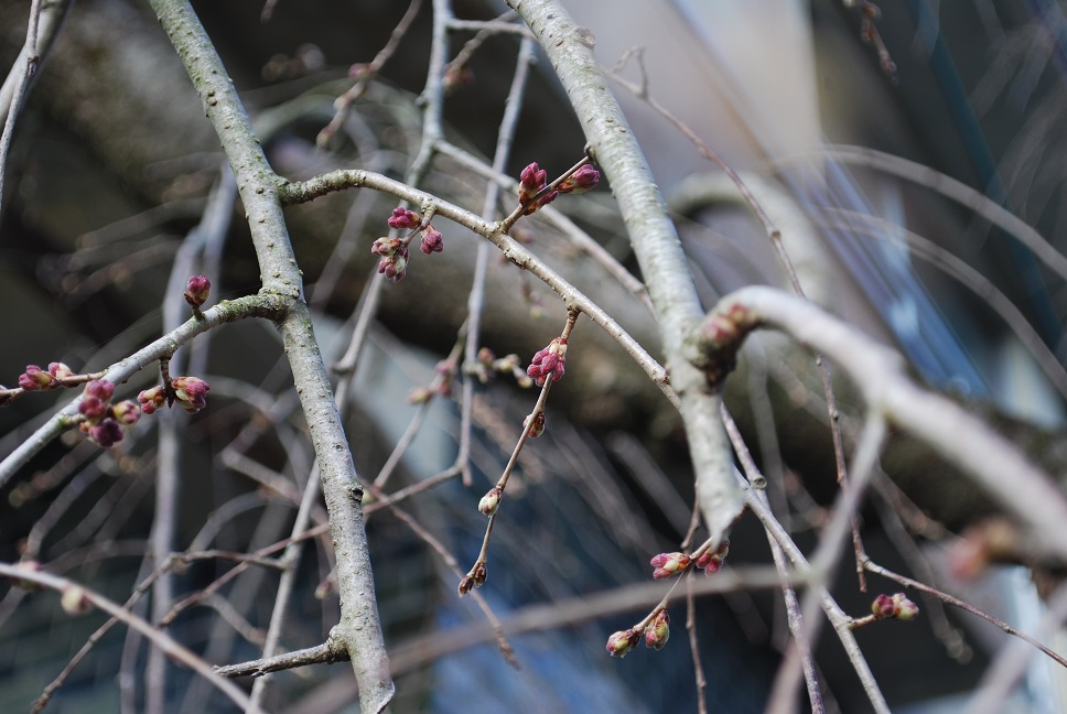 平成30年3月4日に撮影したしだれ桜の写真