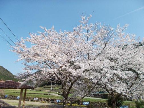 稗ノ尾河川公園（桜）