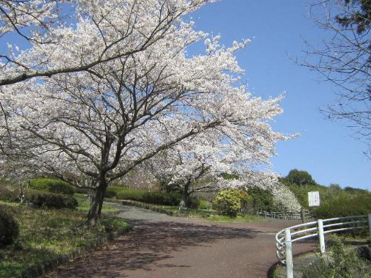 鴻ノ巣公園桜